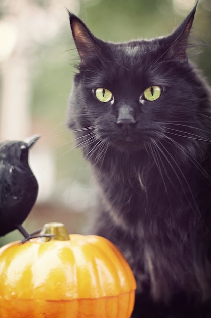 Photo chat noir avec potiron et oiseau