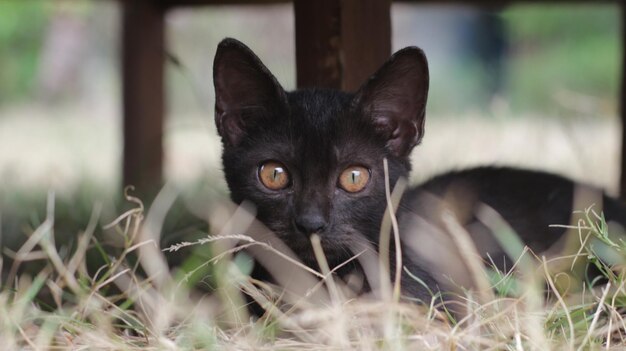 Photo chat noir avec un regard aiguisé