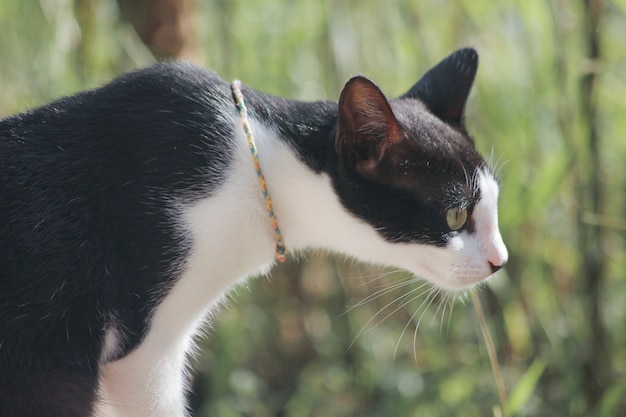 chat noir, regardait devant