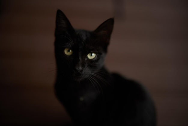 Le chat noir regarde de près la caméra à la maison contre le sol.