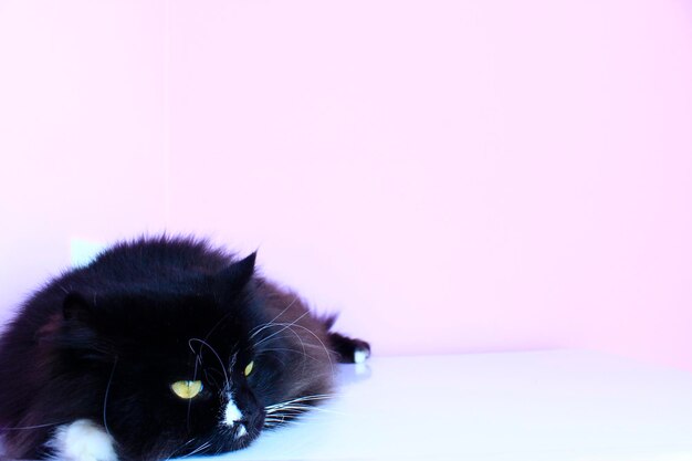 Le chat noir repose sur le fond rose tendre L'animal de compagnie a un repos