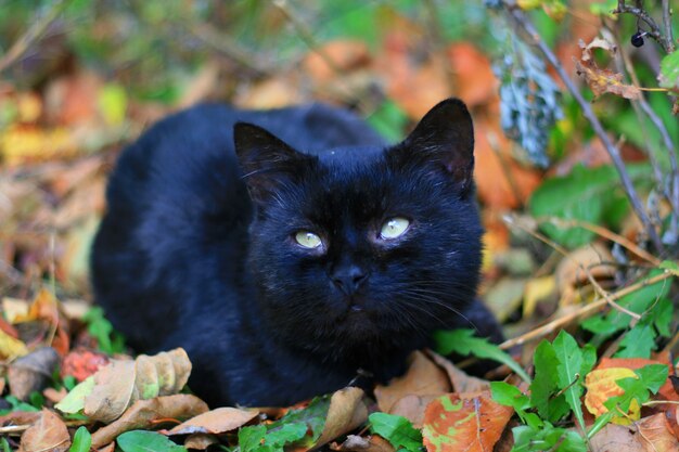 chat noir restant sur les feuilles