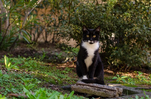 Chat noir sans abri au cou blanc assis sur la brique du parc. Concept de la faune