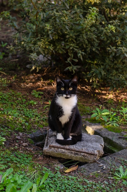 Chat noir sans abri au cou blanc assis sur la brique du parc. Concept de la faune