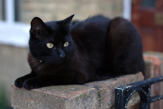 Un chat noir se détend sur un mur de soutènement