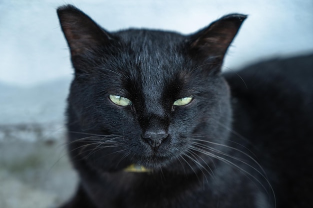 Chat noir se prélassant au soleil