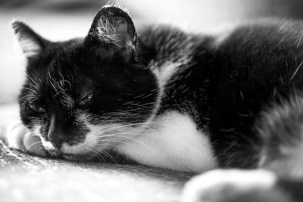 Le chat noir se trouve sur un canapé. Le chat noir désire