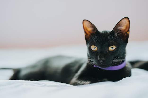 Un chat noir se trouve sur un lit blanc et regarde la caméra.