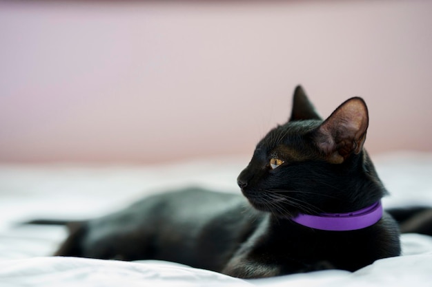 Un chat noir se trouve sur un lit blanc et regarde sur le côté