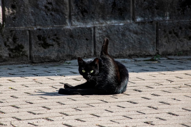 Chat noir sur le trottoir se bouchent