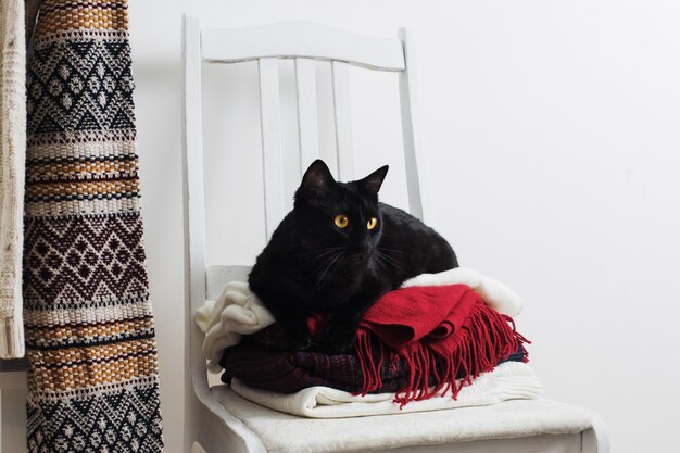 Chat noir avec des vêtements d'hiver sur une chaise