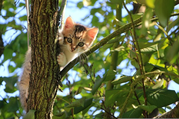 chat non domestiqué