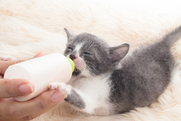 Chat nouveau-né buvant du lait à la bouteille