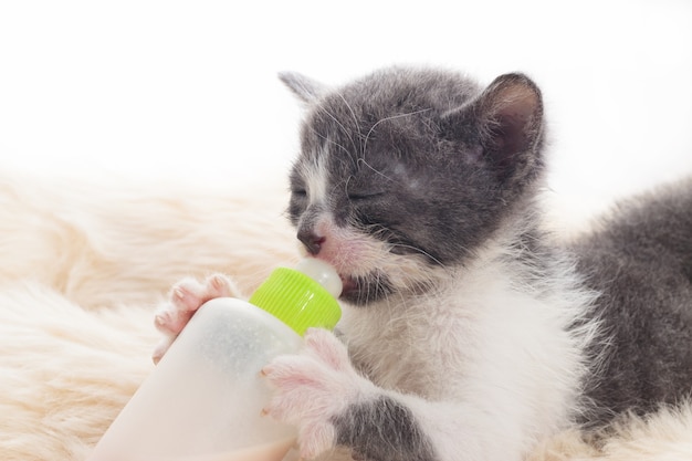 Chat nouveau-né buvant du lait à la bouteille