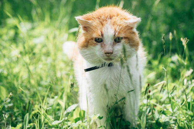 Chat orange blanc adulte assis sur un pré dans le jardin