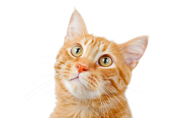 Un chat orange curieux sur un fond blanc