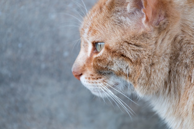 Chat orange dans la rue