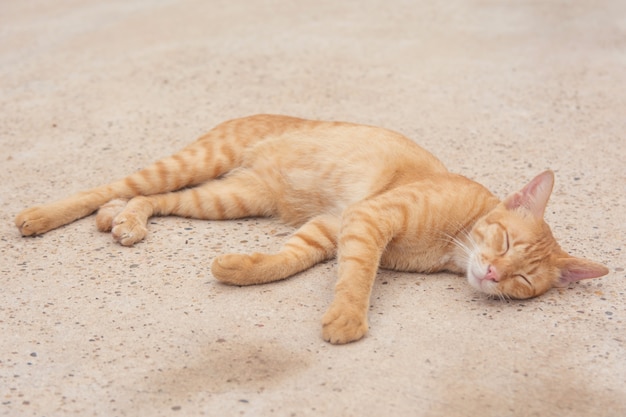 Chat orange dort sur le sol en béton