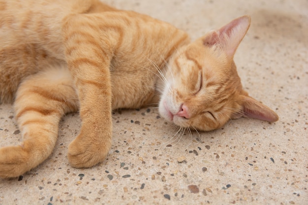 Chat orange dort sur le sol en béton