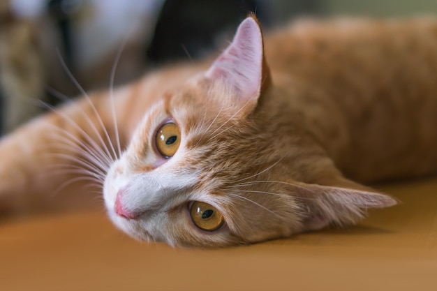 Le chat orange est couché et regarde de cette façon.