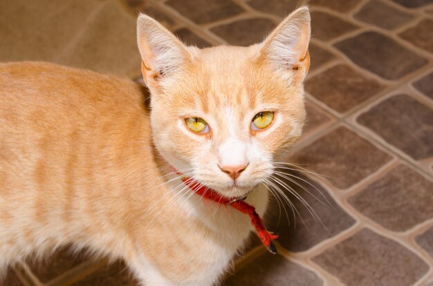 Chat orange avec gros plan blanc