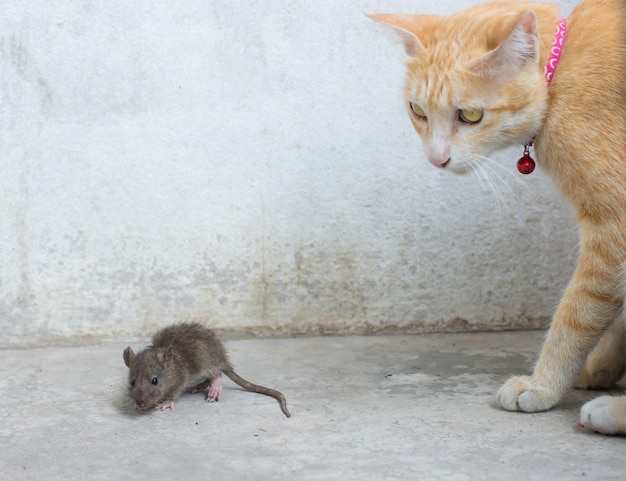 Chat orange et rat de chasse