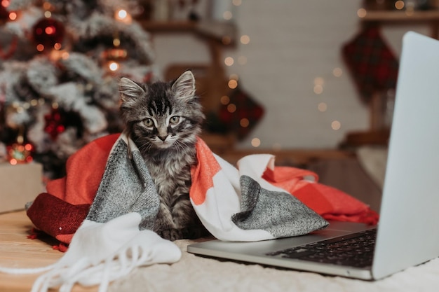 chat avec un ordinateur portable pour le nouvel an