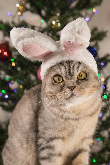 Un chat à oreilles écossaises en costume de lapin avec des oreilles de lapin sur la tête sur fond d'arbre de Noël avec des guirlandesCarte du Nouvel Anbannière verticaleNouvel An 2023l'année du lapin