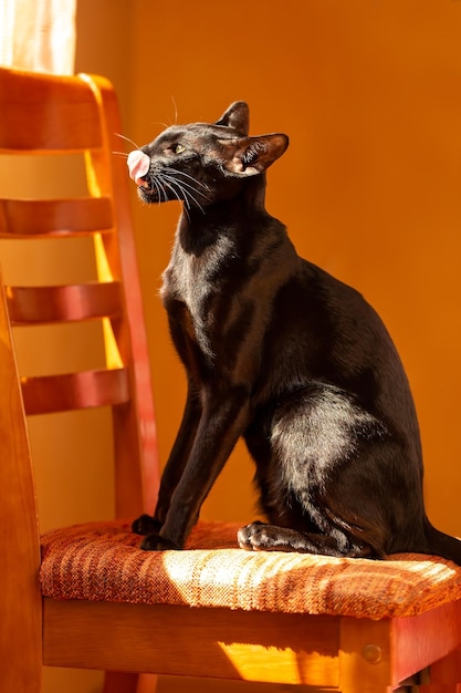 Chat oriental noir assis sur une chaise et regardant par la fenêtre sur fond orange.