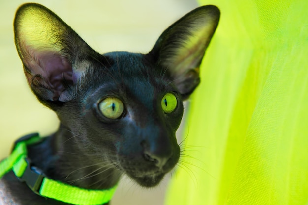 Chat oriental noir sur canapé vert