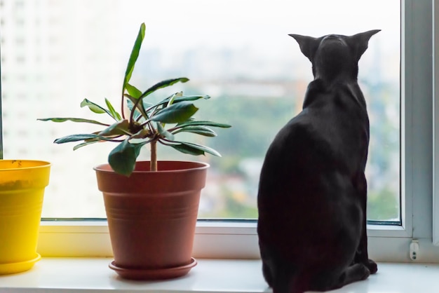 Chat oriental noir regardant à la fenêtre