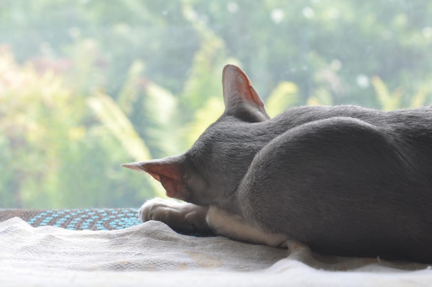 Le chat oriental de shorthair dort sur la fenêtre