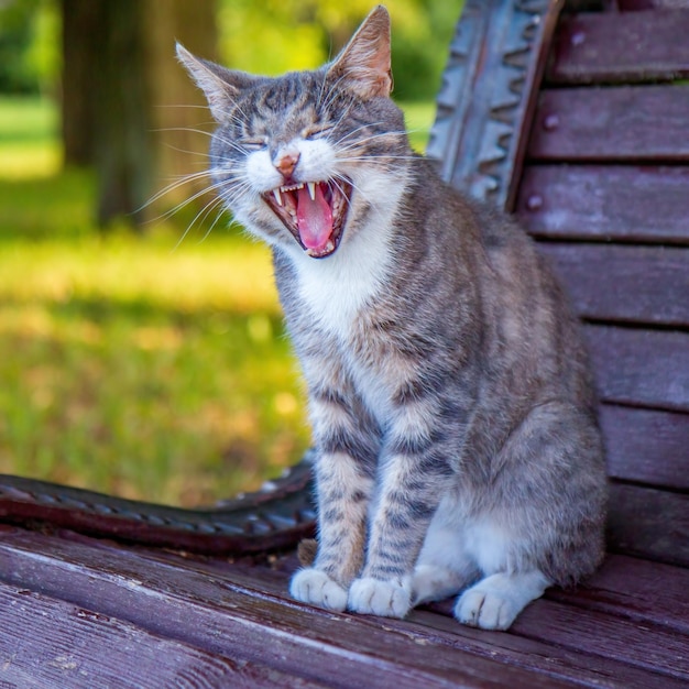 Le chat ouvrit grand la gueule