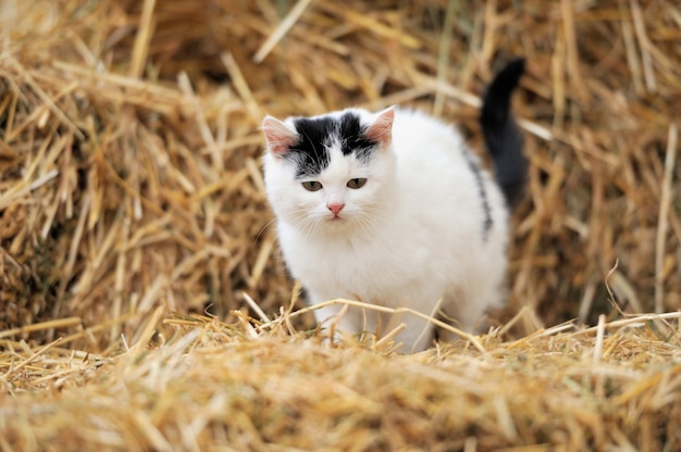 Chat sur une paille