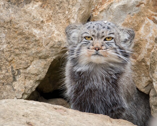 Le Chat De Pallas Assis A L Exterieur De Sa Taniere Photo Premium