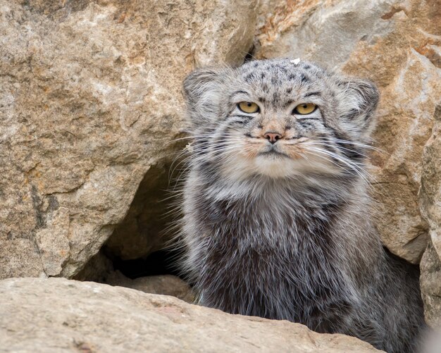 Le chat de Pallas assis à l'extérieur de sa tanière