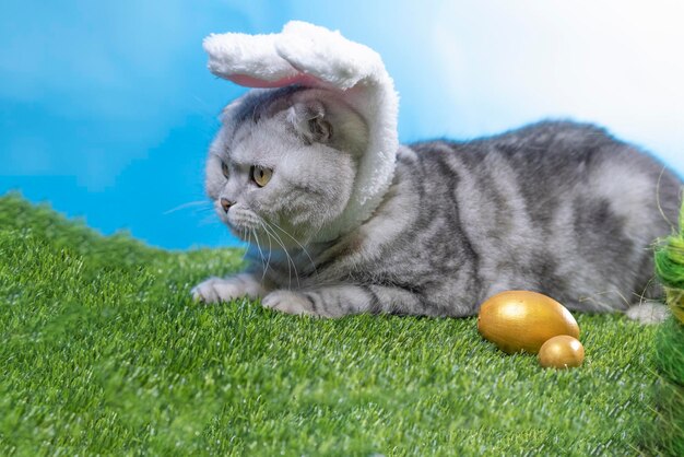 Chat de Pâques dans les oreilles de lapin est assis sur l'herbe verte avec des oeufs animaux porky cat scottish fold pâques peint