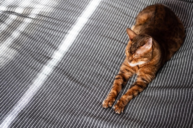 Chat paresseux Chat mignon allongé sur le lit