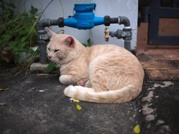 Chat paresseux se prélassant dans la rue Concept beau jour de temps