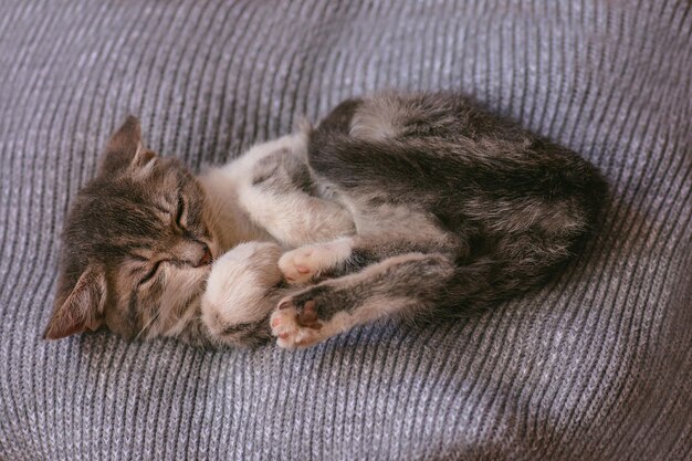 Chat paresseux se reposant sur une couverture en fourrure Chat mignon dormant Le chaton dort sur une couverture en fourrure