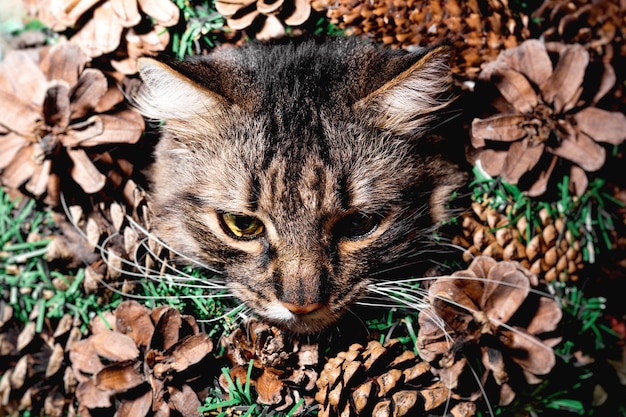 Chat parmi les cônes et les branches de l'arbre de Noël Chaton mignon et coquin Bonne année Noël