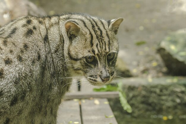 Chat de pêche regarde quelque chose d&#39;intéressant.