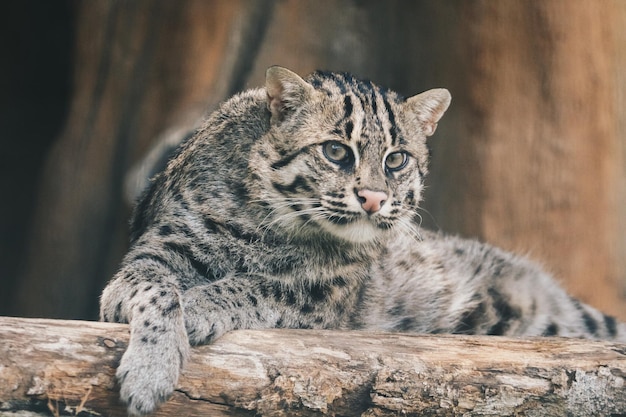 Chat pêcheur ou chat de mangrove Prionailurus viverrinus repose sur un perchoir