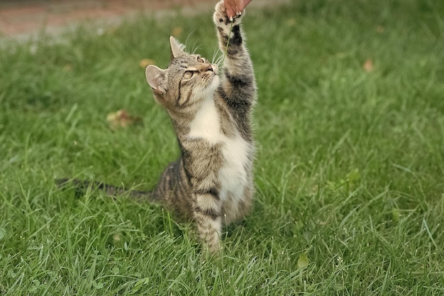 Photo chat en peluche ou chat de race étrangère s'asseoir sur l'herbe verte jouer avec le chat de la main humaine