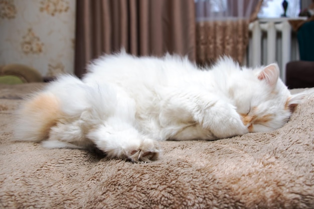 Chat pelucheux blanc aux yeux bleus dort sur le lit