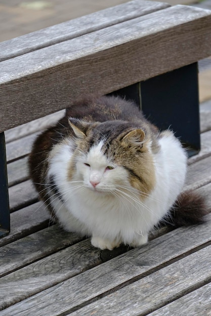 Le chat pelucheux blanc et gris se repose le banc en bois