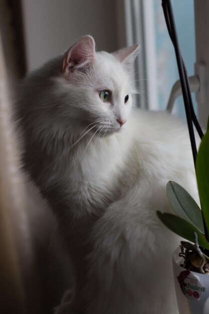 Chat pelucheux blanc sur le rebord de la fenêtre dans la chambre