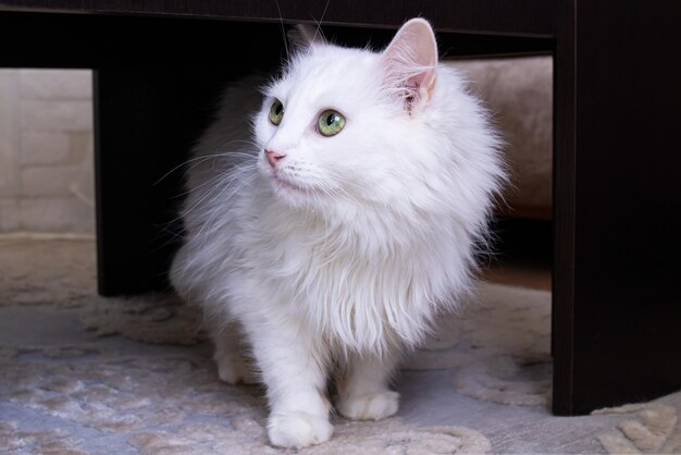 Un chat pelucheux blanc se cache sous une table