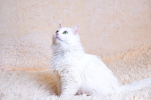 Chat pelucheux blanc se reposant sur le divan