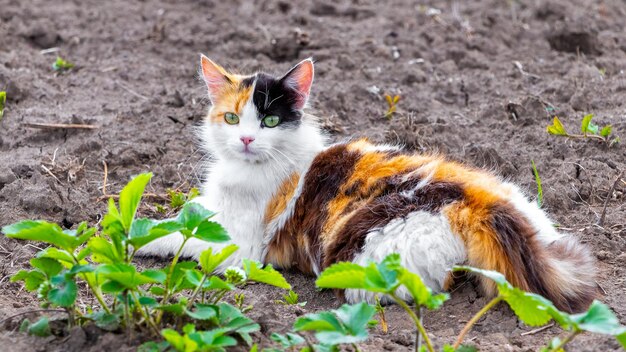 Le chat pelucheux avec la fourrure blanche, orange et noire se trouve dans le jardin au sol